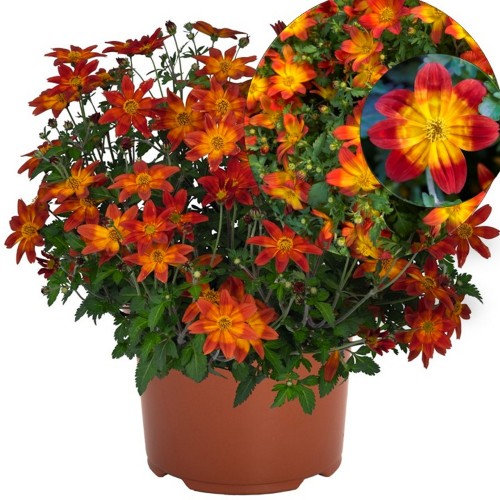 Bidens ferulifolia 'Taka Tuka® S Double Yellow Red Center' - Feerulalehine ruse 'Taka Tuka® S Double Yellow Red Center' P9/0,55L